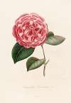 Iconographie du genre Camellia Pl.072