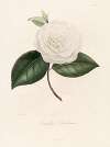 Iconographie du genre Camellia Pl.073