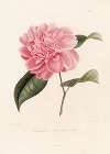 Iconographie du genre Camellia Pl.074