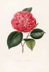 Iconographie du genre Camellia Pl.075
