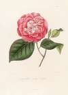 Iconographie du genre Camellia Pl.076