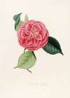Iconographie du genre Camellia Pl.077