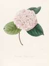 Iconographie du genre Camellia Pl.078