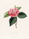 Iconographie du genre Camellia Pl.079