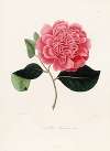 Iconographie du genre Camellia Pl.081