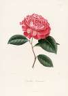 Iconographie du genre Camellia Pl.082
