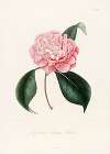 Iconographie du genre Camellia Pl.083