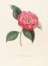 Iconographie du genre Camellia Pl.085
