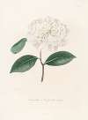 Iconographie du genre Camellia Pl.086