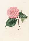 Iconographie du genre Camellia Pl.087