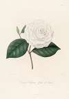 Iconographie du genre Camellia Pl.088