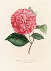 Iconographie du genre Camellia Pl.089
