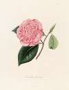 Iconographie du genre Camellia Pl.090