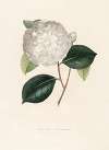 Iconographie du genre Camellia Pl.091