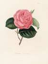 Iconographie du genre Camellia Pl.092