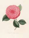 Iconographie du genre Camellia Pl.093
