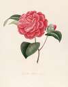 Iconographie du genre Camellia Pl.094