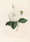 Iconographie du genre Camellia Pl.095