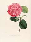 Iconographie du genre Camellia Pl.096
