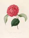 Iconographie du genre Camellia Pl.097