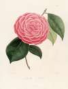 Iconographie du genre Camellia Pl.098