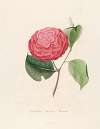 Iconographie du genre Camellia Pl.099