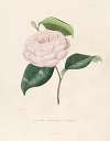 Iconographie du genre Camellia Pl.100