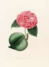 Iconographie du genre Camellia Pl.013