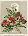 1. – Metrosideros florida and Seed Capsule. 2. – Metrosideros lucida. 3. – Metrosideros albiflora. Plate 35