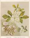 1. – Phebalium nudum. 2. – Melicope ternata (flower and fruit.) Plate 17