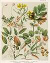 1. – Rubus australis. 2. – R. aaustralis, var. glaber. 3. – Rubus parva. 4. – Geum urbanum. 5. – Acaena sanguisorbce. Plate 29