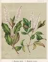 1. – Wienmannia silvicola. 2. – Weinmannia racemosa. Plate 32