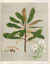 1. Hinau. – Elaeocarpus dentatus. 2. Rauhuia. – Linum monogynum. 3. Fruit of Hinau. Plate 15