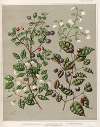 1. Myrtus bullata, Flower. 2. Myrtus bullata, Fruit. 3. Myrtus obcordata. 4. Myrus pendunculata. Plate 38