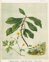 1. Ranunculus plebeius 2. Caltha novae zelandiae 3. Drimys axillaris. Plate 5