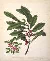 Alseuosmia macrophylla; Alseuosmia banksii var.banksii. (New Zealand toropapa