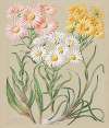 Celmisia incana (White mountain musk or Woolly mountain daisy); Celmisia coriacea (Silvery cotton daisy); Celmisia larcifolia (Needle-leaved mountain daisy)