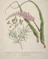 Dracophyllum latifolium Neinei; Dracophyllum strictum; Dracophyllum uniflorum;Turpentine scrub