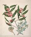 Exorcarpus bidwillii; Black Maire santalum cunninghamii; Euphorbia glauca