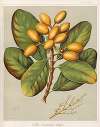 Karaka – Corynocarpus Ioevigata. Plate 24