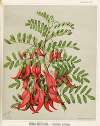 Kowhai-Ngutu-Kaka. – Clianthus puniceus. Plate 27