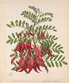 Kowhai-ngutu-kaka. Clianthus puniceus