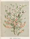 Manuka – Leptospermum scoparium. Plate 34