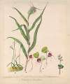 Pixie cap orchid, Acianthus sinclairii; Spider orchid, Corybas macranthus; Caladenia minor; Tutukiwi, Greenhood orchid, Pterostylis banksii