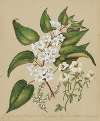 Plagianthus divaricatus; Plagianthus lyallii; Hibiscus trianium