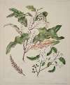 Quintinia serrata; Carpodetus serratus
