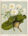 The Shepherd’s Lily. – Ranunculus lyallii. Plate 3