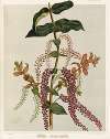Tupakihi. – Coriaria ruscifolia. Plate 25