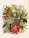 Wild Flowers and Berries. Plate 0