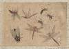 Album of Sketches by Katsushika Hokusai and His Disciples Pl.35